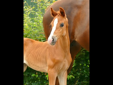 SOLD *07/2020, Stutfohlen von Fürst Samarant x Sir Donnerhall x Don Larino