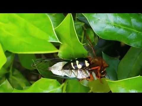 Cicada Killer Wasps Doing Their Job in Freehold, NJ