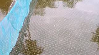 preview picture of video 'Catfish hatchery Vat by +2347045923901'