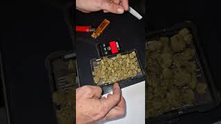 CURO - Black cherry punch x La bomba Medical flower 