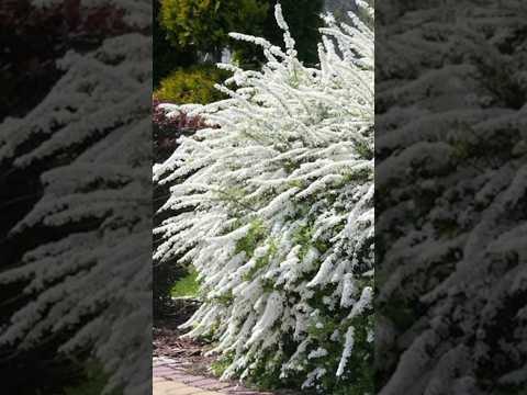 Спирея серая (Spiraea cinerea)