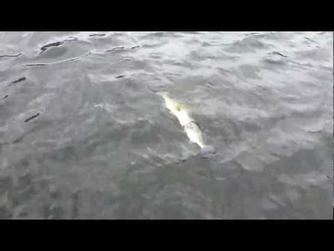 這隻魚 竟想吞下同一体形的魚
