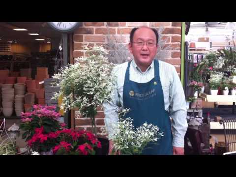 園芸 モールトウダイグサ、トウダイグサ、ホワイトトウダイグサ