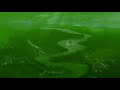 I Killed Walt Disney Pictures 2006