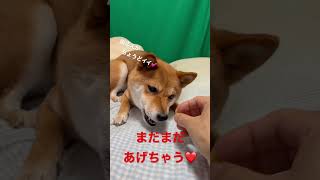 芋かりんとう豆柴　#shibainu #柴犬 #cute #犬のいる暮らし #karinto