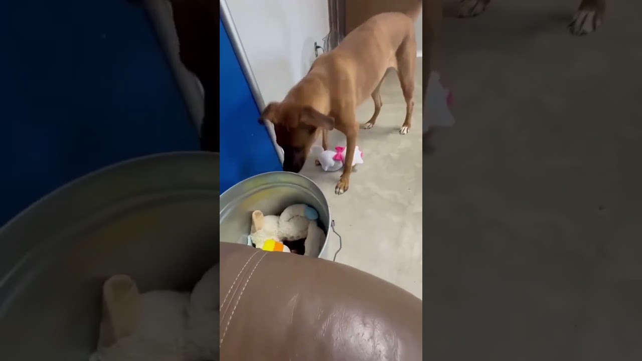 Enlarge Scooby- FULLY SPONSORED!, a Adoptable mixed breed in Archbold , OH video 3/3