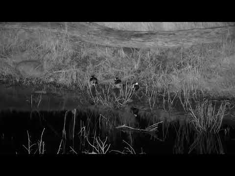 Djuma: Blacksmith Lapwings at back of the old pan - 22:15 - 04/20/2023