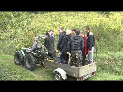 Trgatev Bizeljsko 2017