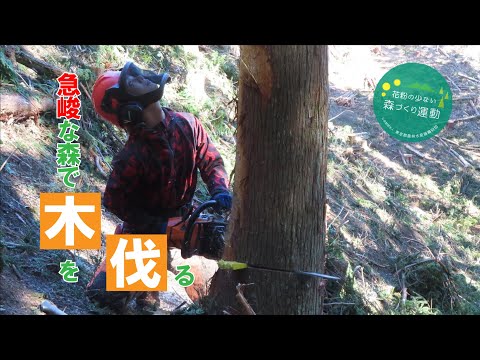 急峻な森で木を伐り倒す