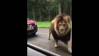 Lion Roars nd Attacks The  People On CAR/Lion Attacks The Car/Lion Break The car Glass