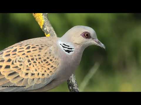 TÓRTOLA COMÚN | TURTLE DOVE | Streptopeli