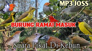 Download lagu SUARA PIKAT BURUNG DI KEBUN PALING AMPUH! mp3 Download lagu SUARA PIKAT BURUNG DI KEBUN PALING AMPUH! mp3