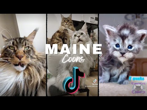 The GREATEST Maine Coons of TikTok compilation
