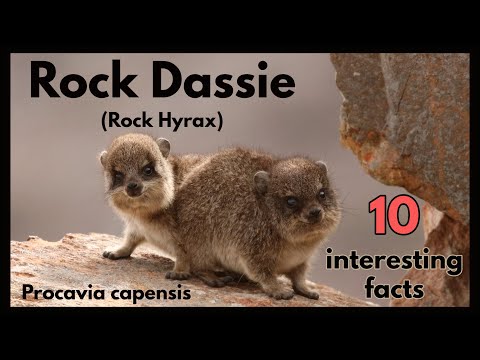 The ROCK DASSIE or Rock Hyrax - 10 interesting facts