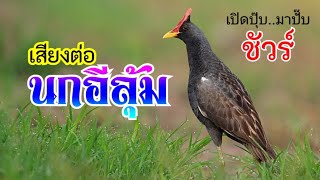 Download lagu นกอีลุ้ม(นกตูม) #เสียงต่อนกอีลุ้ม เข้าเร็วมาก ใช้ดีบอกต่อสุดจริง🐦🕊️ mp3 Download lagu นกอีลุ้ม(นกตูม) #เสียงต่อนกอีลุ้ม เข้าเร็วมาก ใช้ดีบอกต่อสุดจริง🐦🕊️ mp3