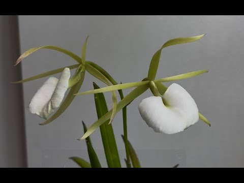 Brassavola grandiflora
