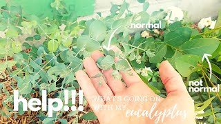 Why is my Eucalyptus this color???