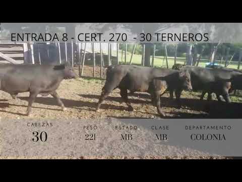 Lote 30 Terneros 26AA,  4AAxHE 221kg -  en Paso zabala, a 4km del 145,500 de ruta dos (colonia)