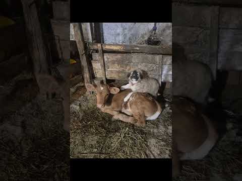 Nu pleacă de lângă el când îl vede legat 😌