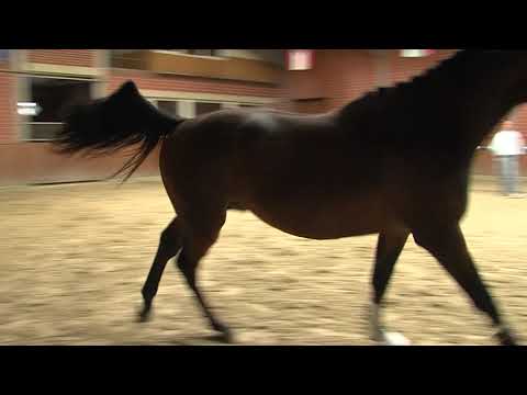 29. Mecklenburger Körtage - Kat.Nr. 83 Hengst v. Stakkato Gold