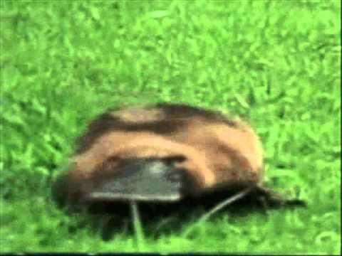 Zeke - Let's Get Drugs