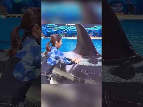 The Pregnant Orca's Temper