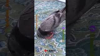 Download lagu Aaj Taqdeer Sawar jane do mujhe ajmer me Mar jane do #kgn #qawwali #shorts #viral #video mp3