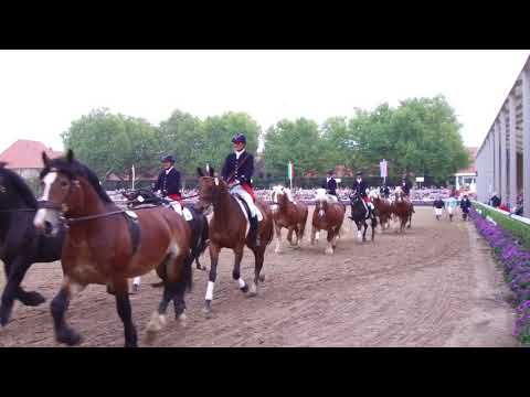 Warendorfer Hengstparade 2017