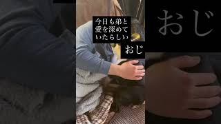 飼い主のことは嫌いだけど弟のことは大好きな犬 #ボストンテリア