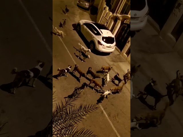 Waspada Anjing Liar di Sekitar Tempat Tinggal di Saudi