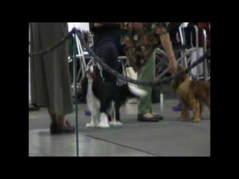 PAVI 4 DEL VALLE 2009