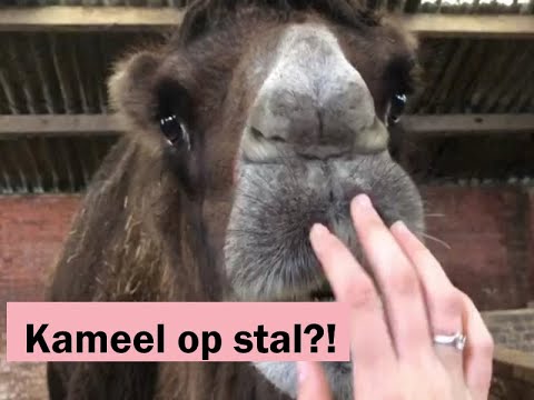 Ochtend routine van een paardenmeis | Quintus & Adine