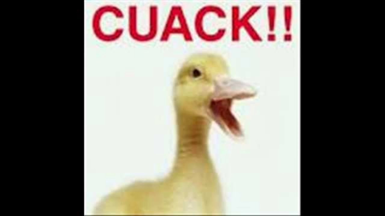 EFECTO DE SONIDO . CUACK