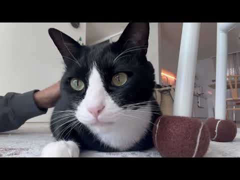 왕크왕귀 턱시도 고양이 계속 쓰다듬기