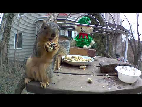 I love this squirrel 🐿️