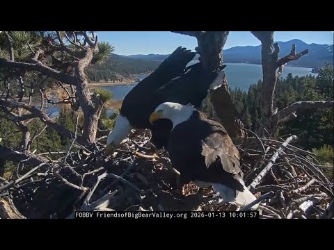 Jackie and Shadow, January 13th morning 2026 @FOBBVCAM