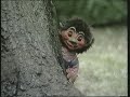 Trolderik Intro Fra 1999 VHS Dansk Tale