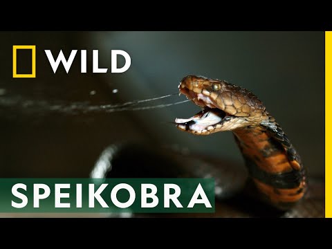 Diese Schlange spuckt ihr Gift umher! | Snakes in the City