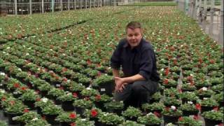 Michigan Greenhouse - America's Heartland