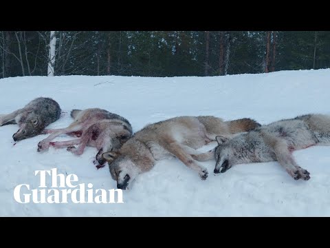 The Wolf Dividing Norway