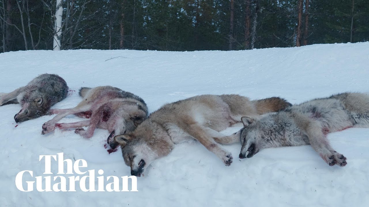 The Wolf Dividing Norway