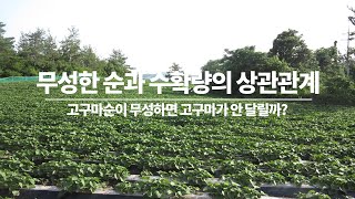 순이 너무 무성한데 혹시?  무성한 순과 고구마 수확량의 상관  관계 이론적 접근