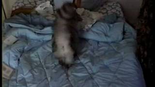 Gobajie - (Pixie #3) - Silver Fox Kitty