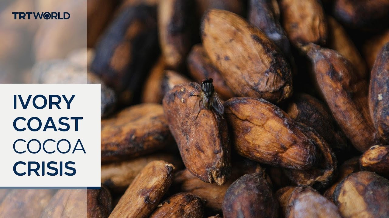 Falling demand leaves Ivorian cocoa without buyers