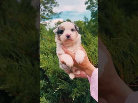 Australian Shepherd puppy for sale