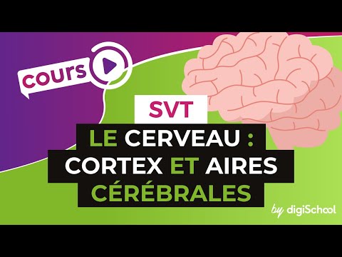 comment localiser aires cerebrales visuelles