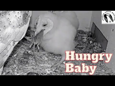Watch As Baby Owl Devours Mouse In Seconds!