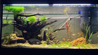 Download lagu My New Dream Aquarium - Step By Step Guide How To Aquascape A Second Hand Fluval Roma 200 Fish Tank mp3