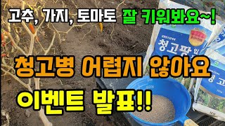 고추가지토마토 청고병 어렵지 않아요 청고팡 이벤트발표!!