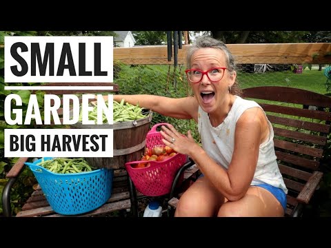 SQUARE FOOT GARDENING RESULTS | 1st Bush Bean Harvest